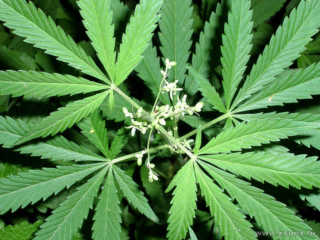 Растение конопля ст 228 я регулярно курю марихуану