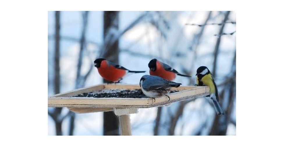 Присоединяйтесь к акции «Покормите птиц зимой»! — МБУ ДО ЭЦ ЭкоСфера г. Липецка
