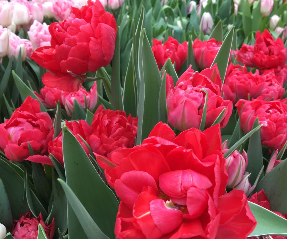 Самые популярные в России цветы к 8 марта – розы | официальный сайт  «Тверские ведомости»