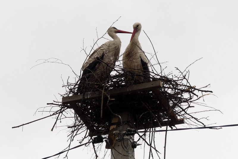 Гнездо аиста своими руками на даче