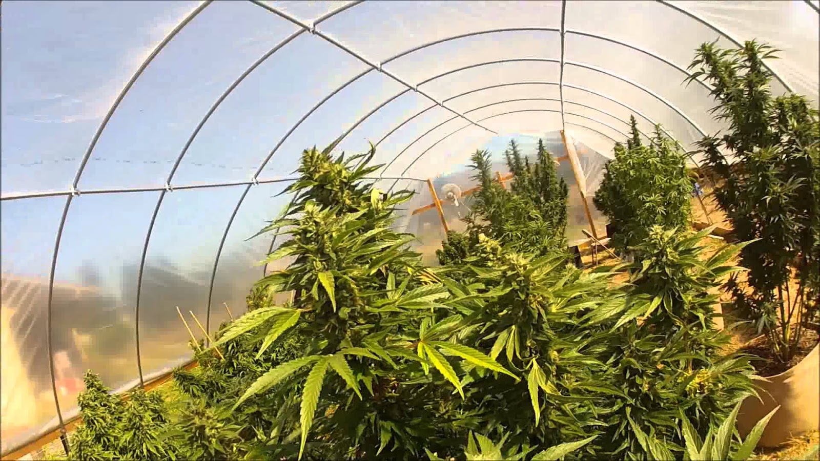 Парник для выращивании марихуаны как найти семена марихуаны