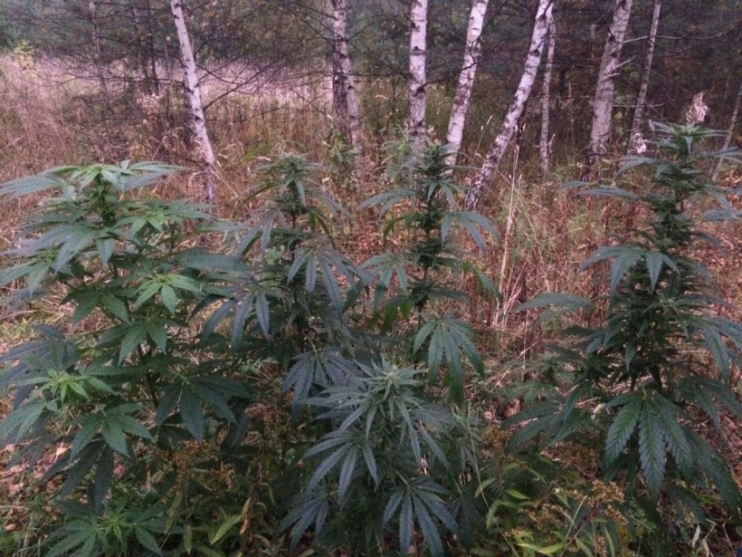 Марихуана выращенная в лесу крупный и особо крупный размеры марихуаны