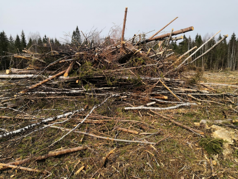 Житель Тверской области незаконно спилил деревья на 10 млн рублей