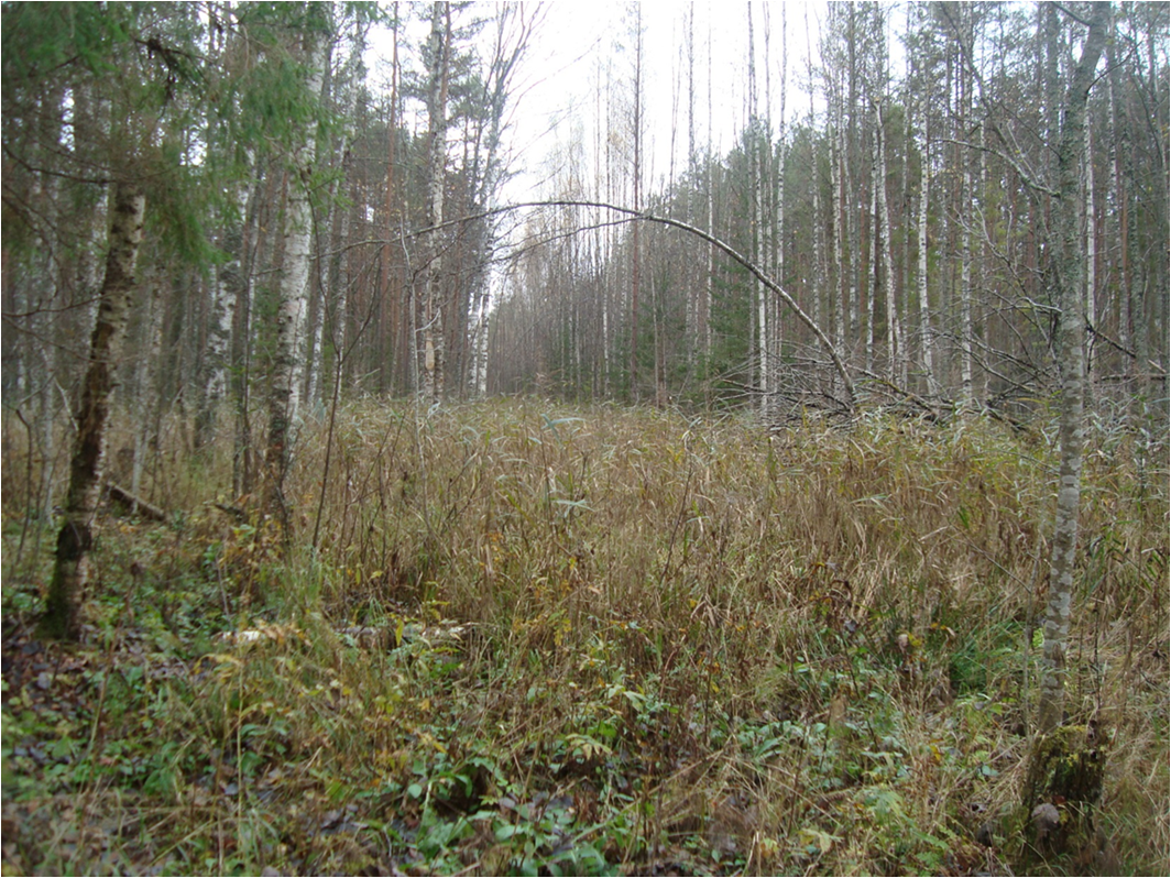 В Тверской области утвердили границы 12 особо охраняемых природных территорий 