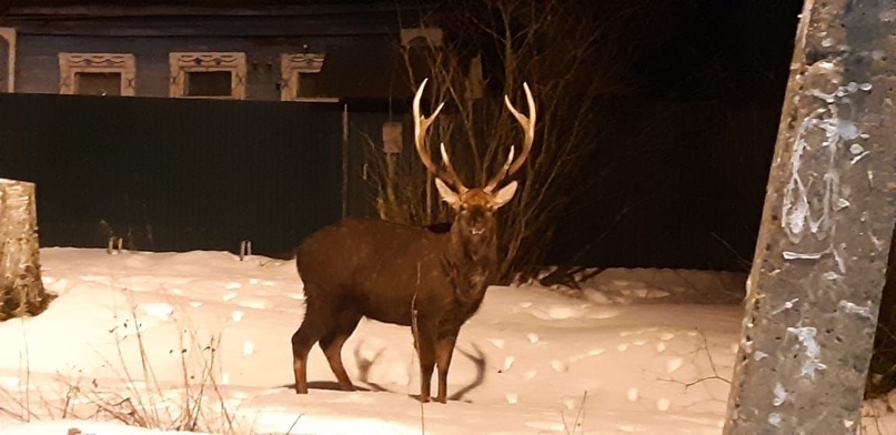 Фото: Алия Крижевская/Редкино LIFE