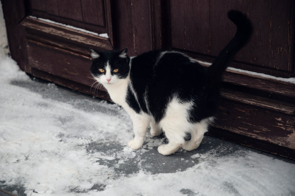 Фото: Кристина Белякова/РИА Верхневолжье