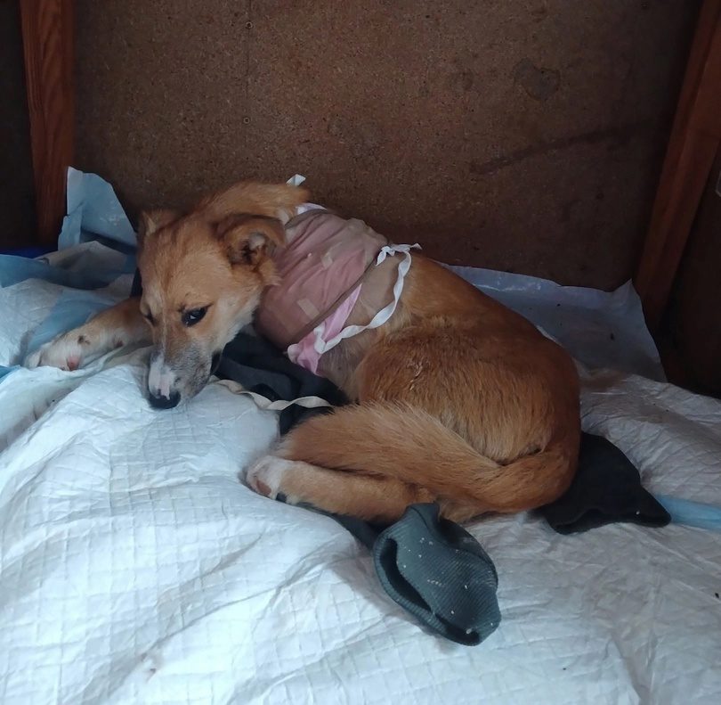 инициативка 4