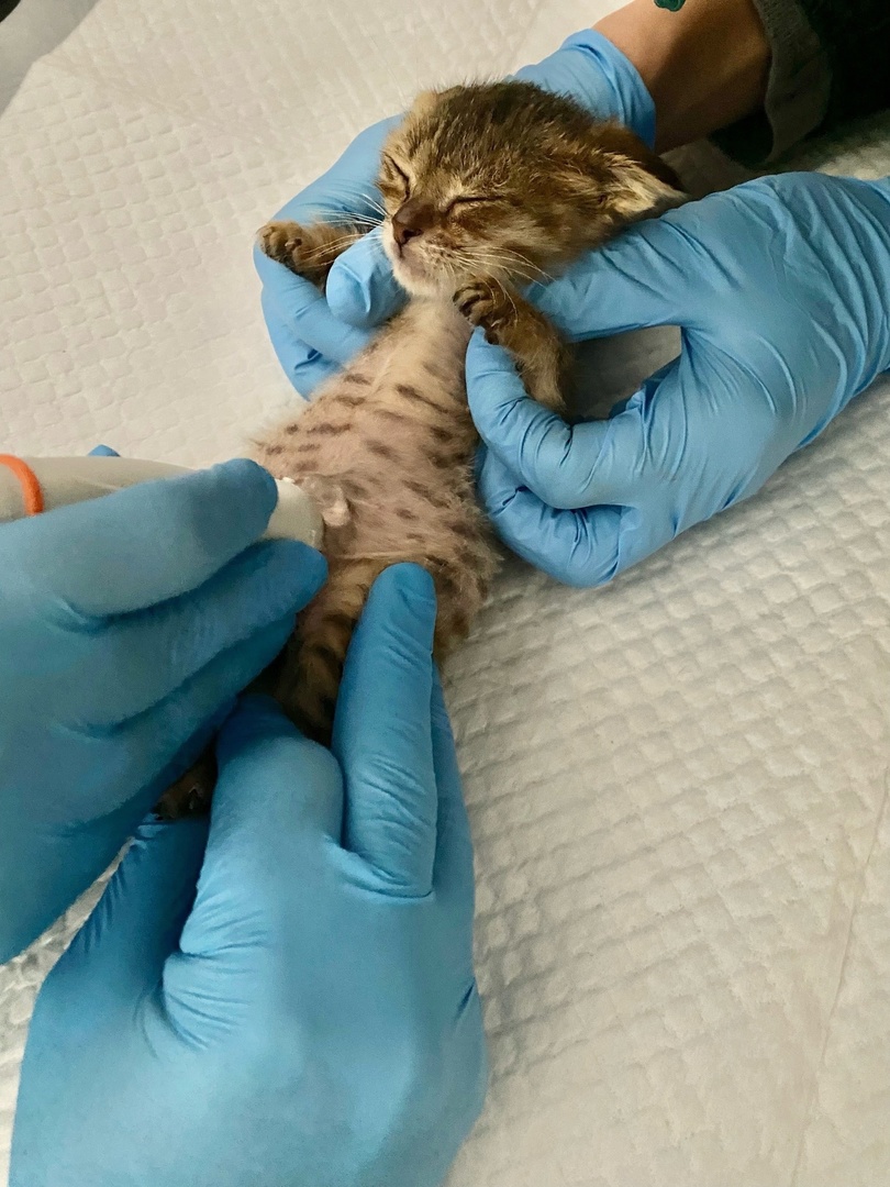 инициативка 5