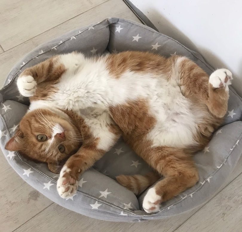 инициативка 7