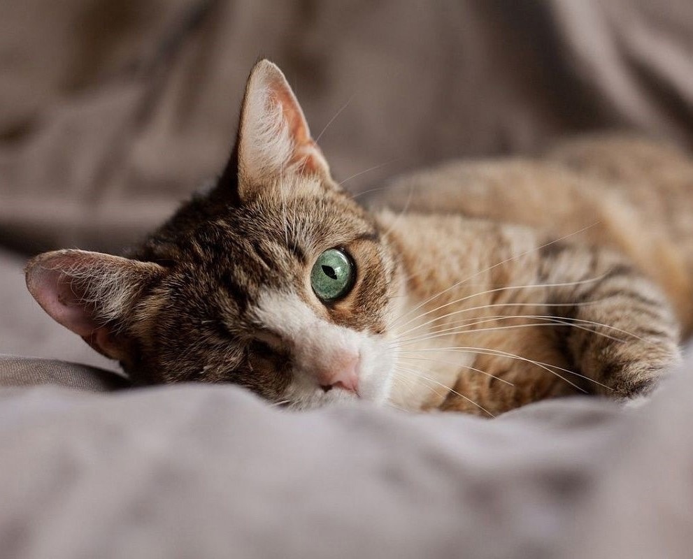 инициативка 8