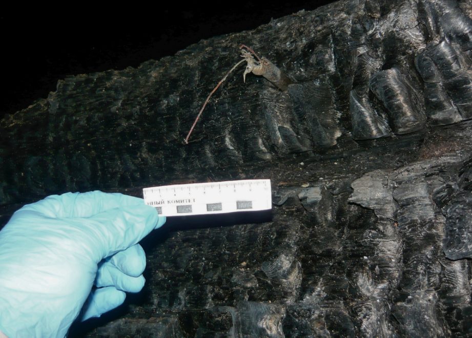 Фото: СУ СК региона