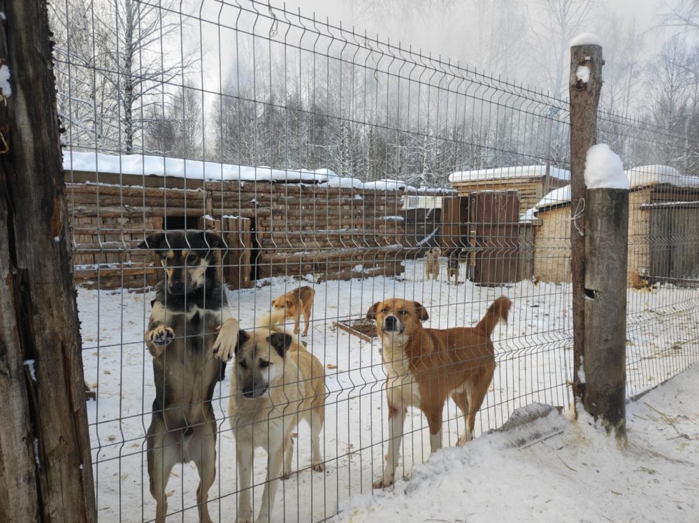 пто концерт питомник 1