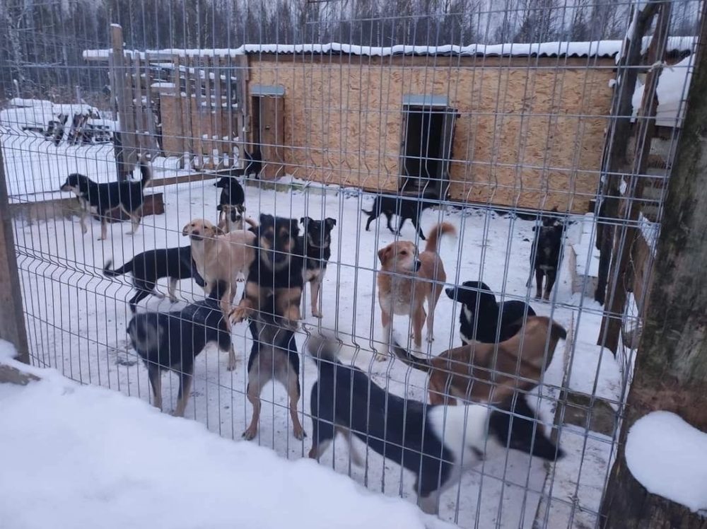 пто концерт питомник 3