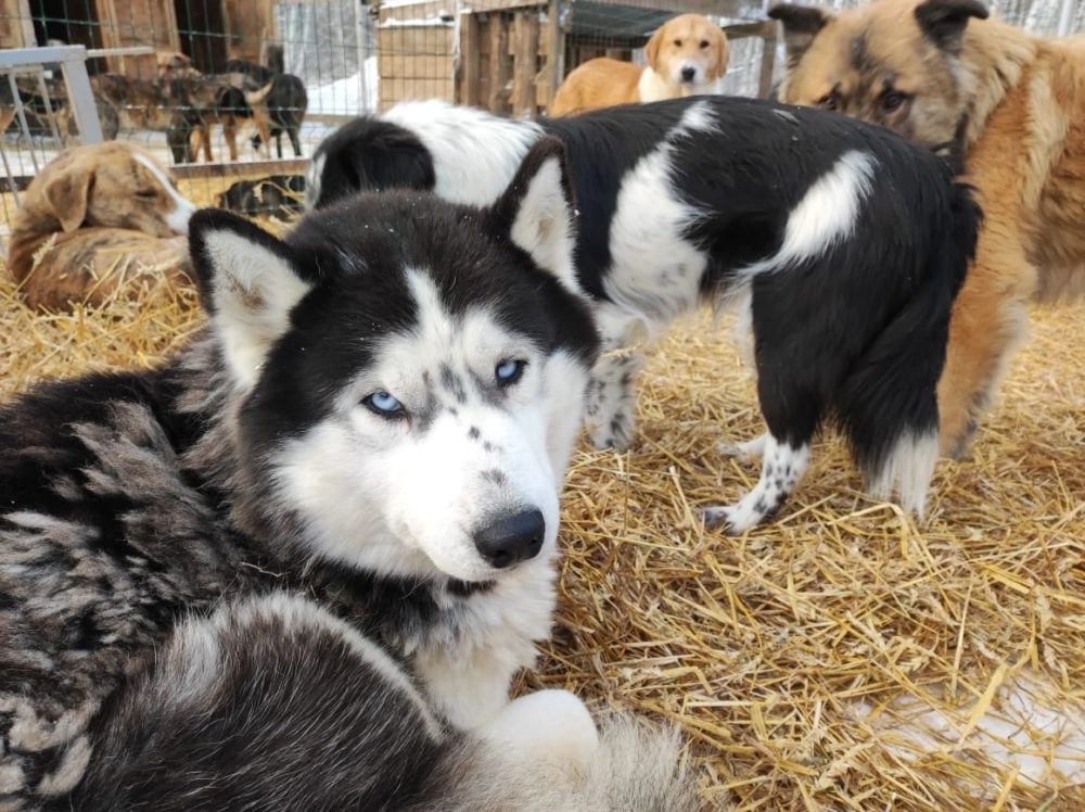 пто концерт питомник 4