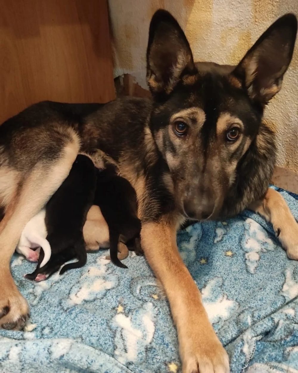 пто концерт питомник 6