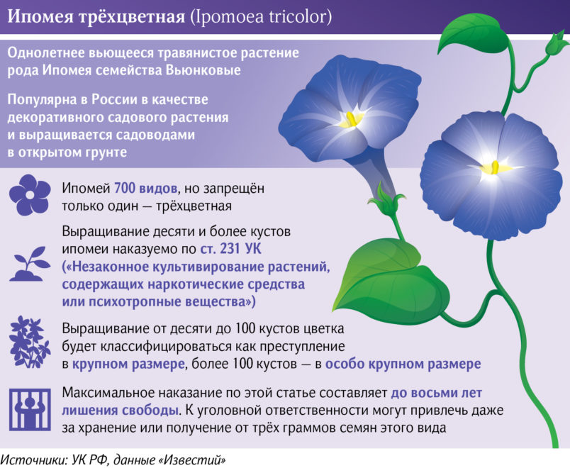 04 05 Ипомея Сайт 01