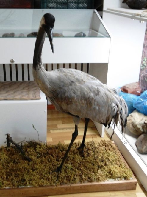 Фото: Валерий Линкевич