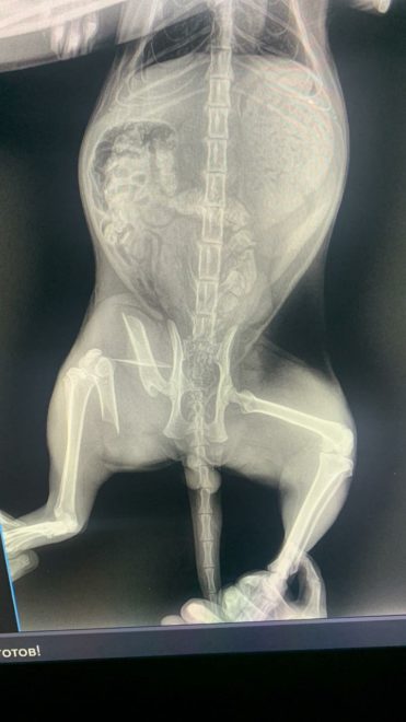 кот Осташков