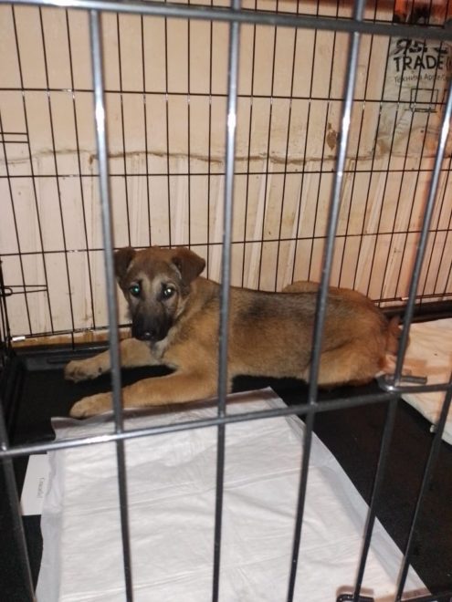 Щенок спасенный полицией Лихослаль