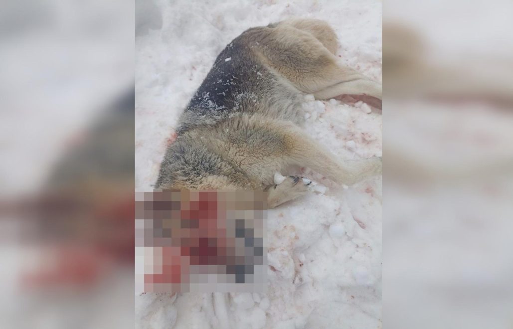 Фото: Ruslana Bodareva/Подслушано в Андреполе