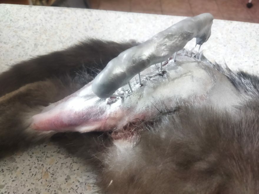 кот Осташков