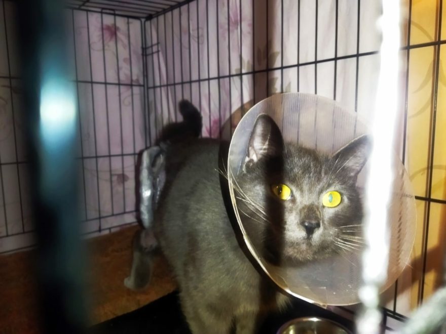 кот Осташков