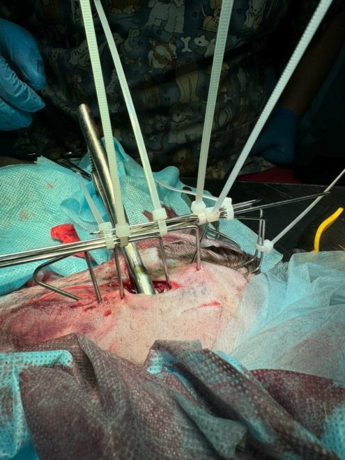 кот Осташков