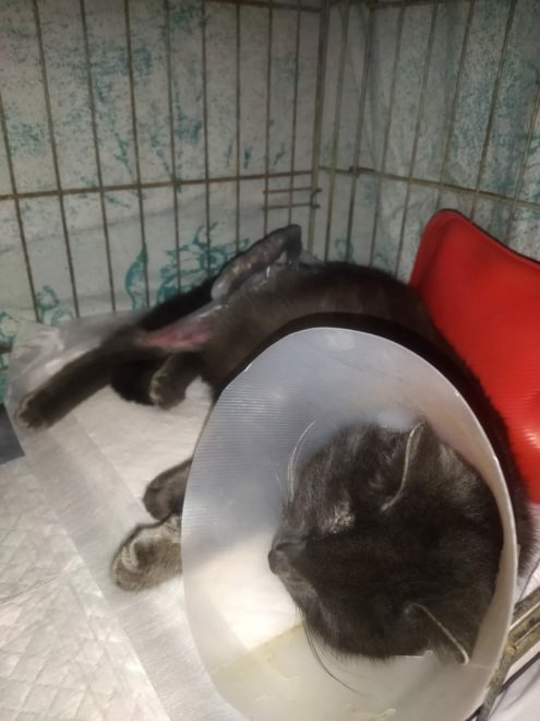 Фото:  Группа по защите животных г. Осташков