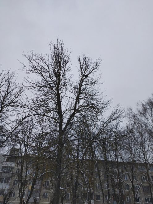 Фото: Инициативная группа по защите животных