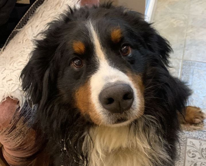 Фото предоставлено хозяйкой собаки