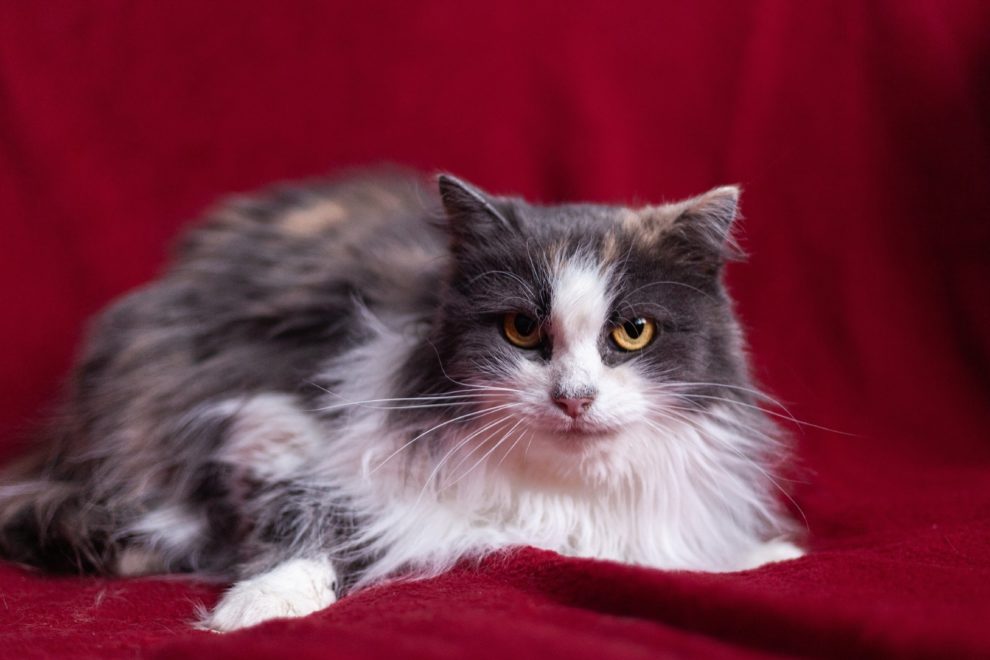 Фото предоставлено куратором животного