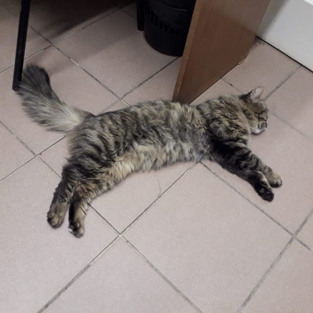 Фото: Инициативная группа по защите животных