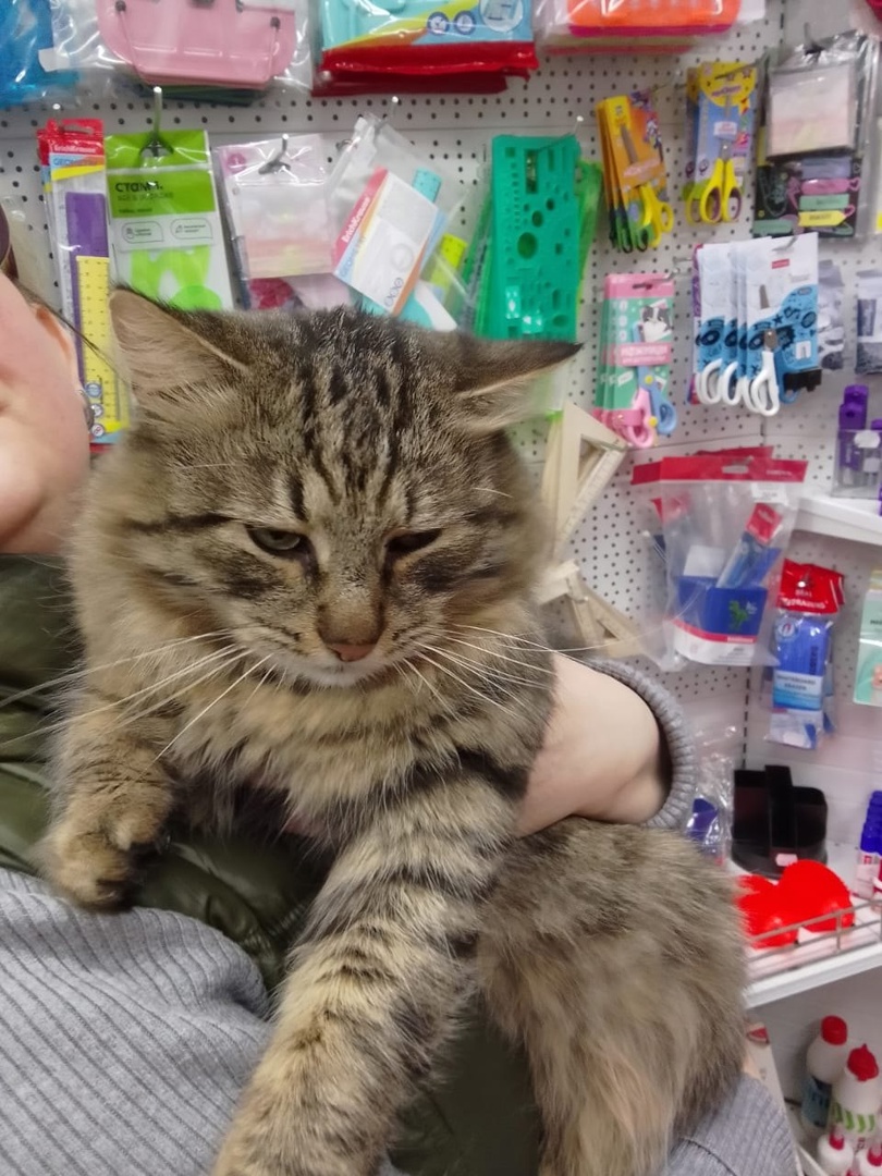 кот тверь 2 06.02