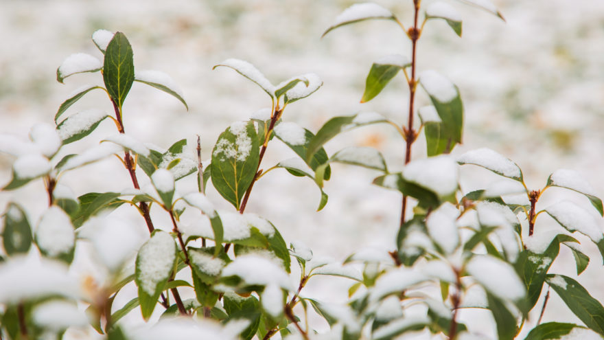 снег на траве