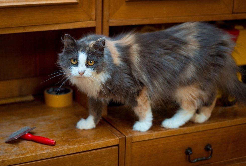 Фото предоставлено куратором животного