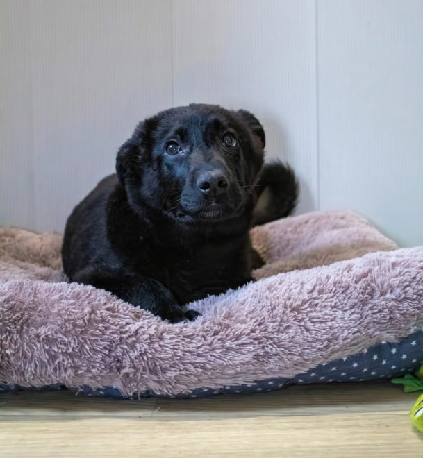 Фото: Инициативная группа по защите животных