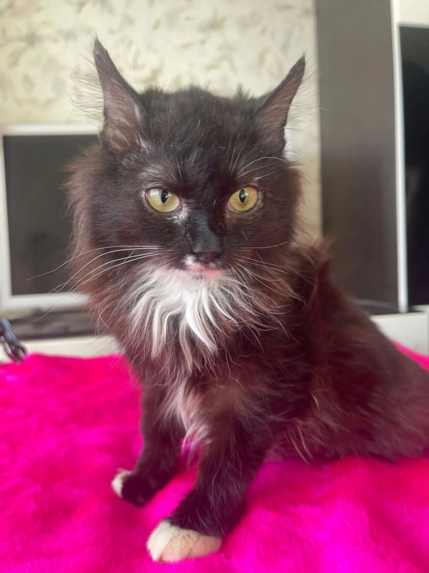 джессика поиск хозяев 2