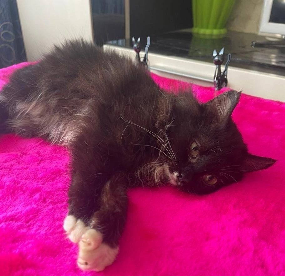 Фото: ВК-сообщество Инициативная группа по защите животных