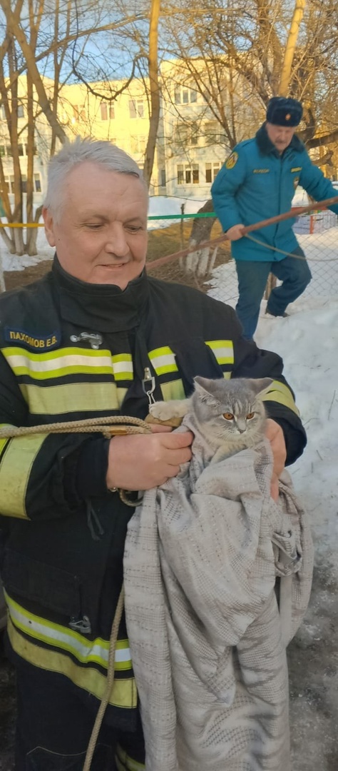 кошка сахарово 1