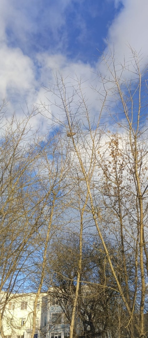 кошка сахарово 3