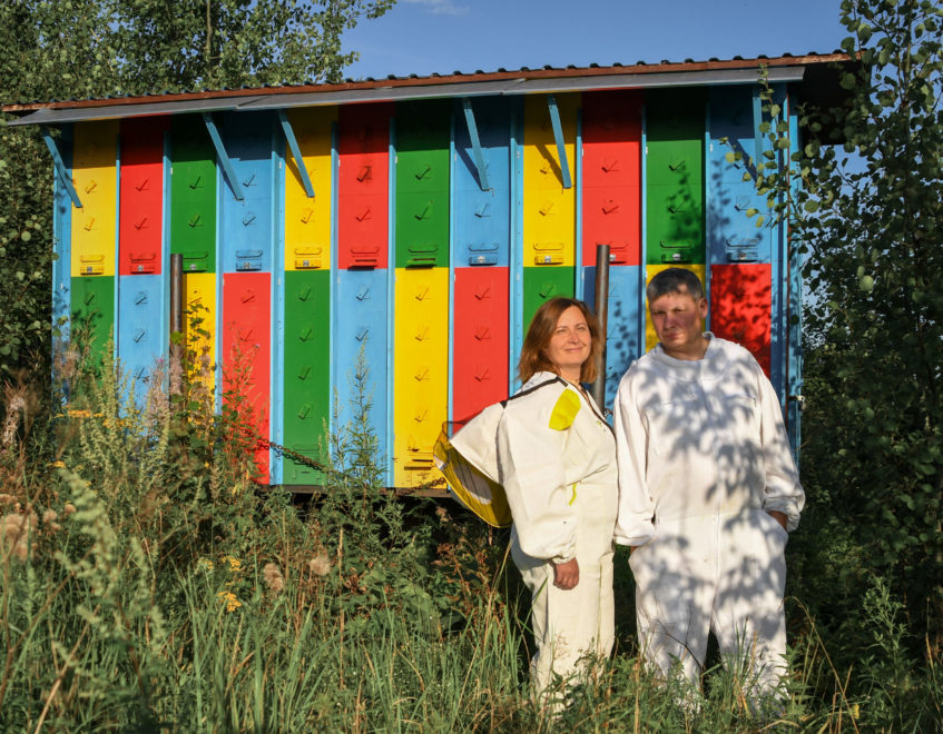 пасека, пчелы (3)