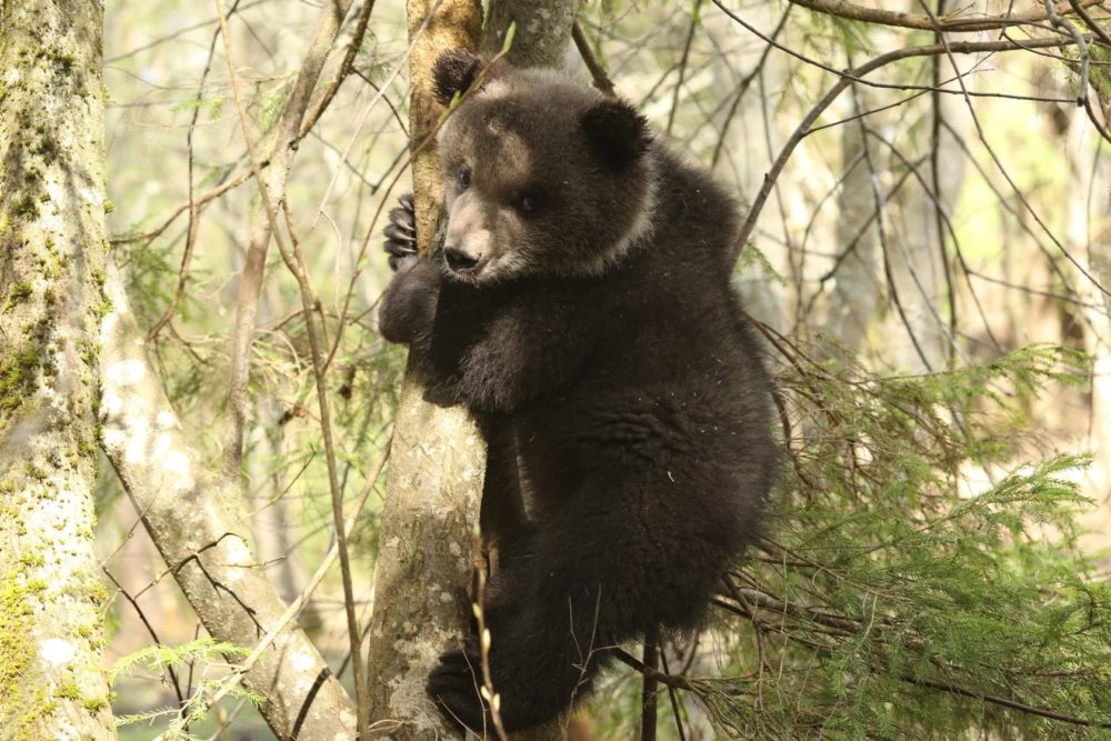 Фото: Центр спасения медвежат-сирот Тверской области