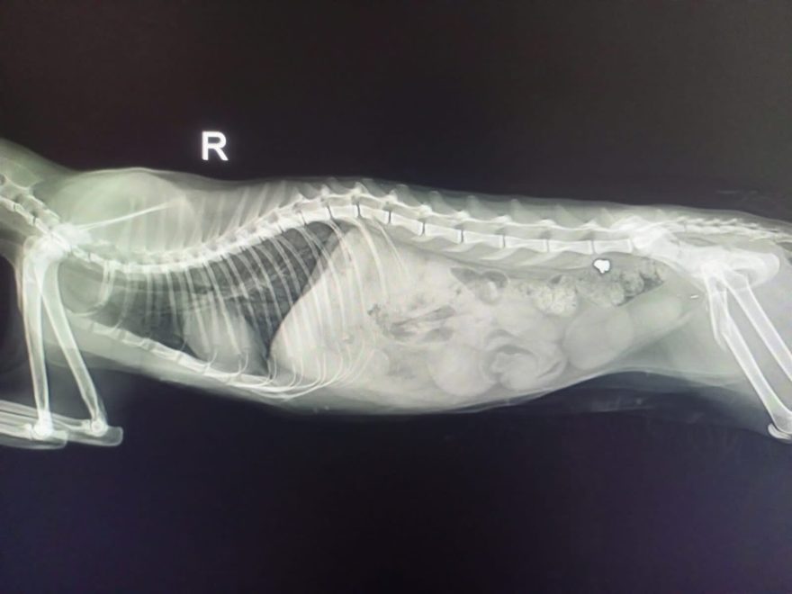 Фото: Инициативная группа по защите животных