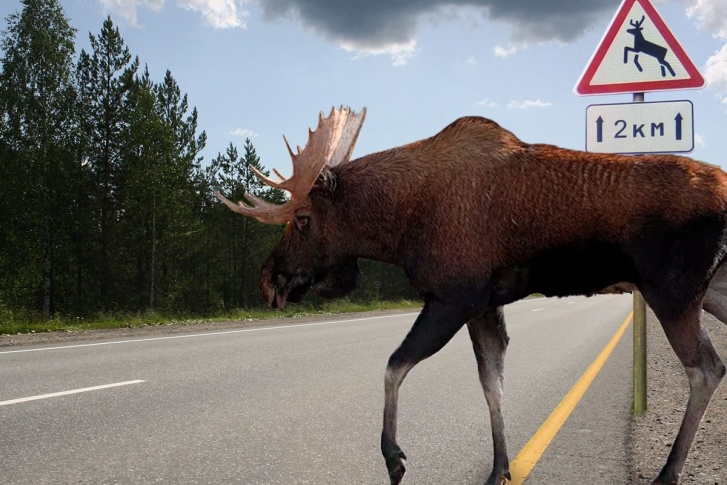 Фото: пресс-служба УМВД России по Тверской области