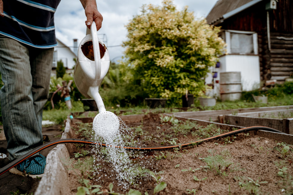 огород, полив, грядки