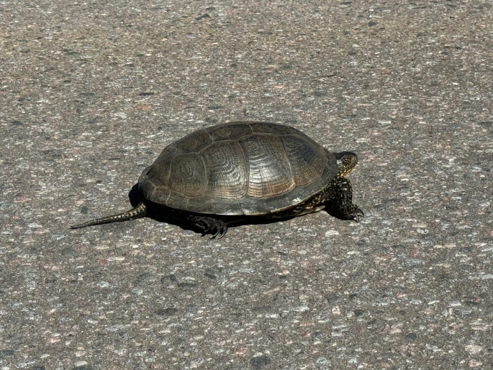 Фото: Личная страница Романа Крылова