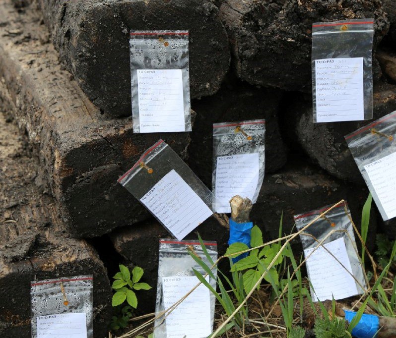 торопец, раскопки