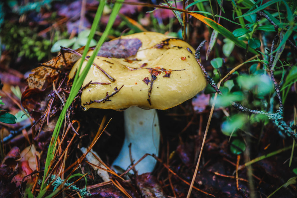 Белякова Кристина грибы (1)