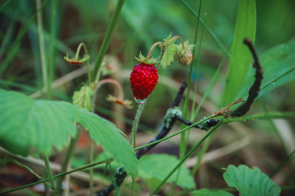 Белякова Кристина ягоды
