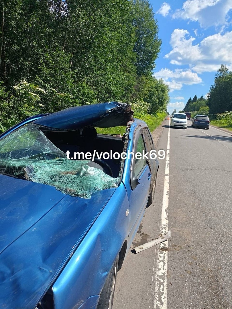 лось разрезанный вв автомобиль